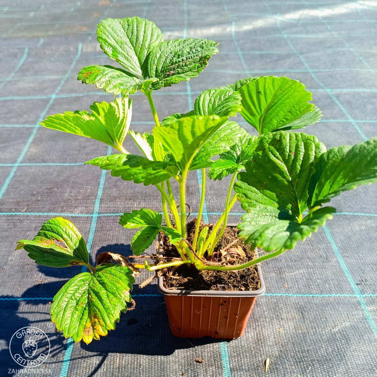 Obrázok Jahoda ananásová - Pineberry (Fragaria × ananassa) ´SNOW WHITE´ - P9